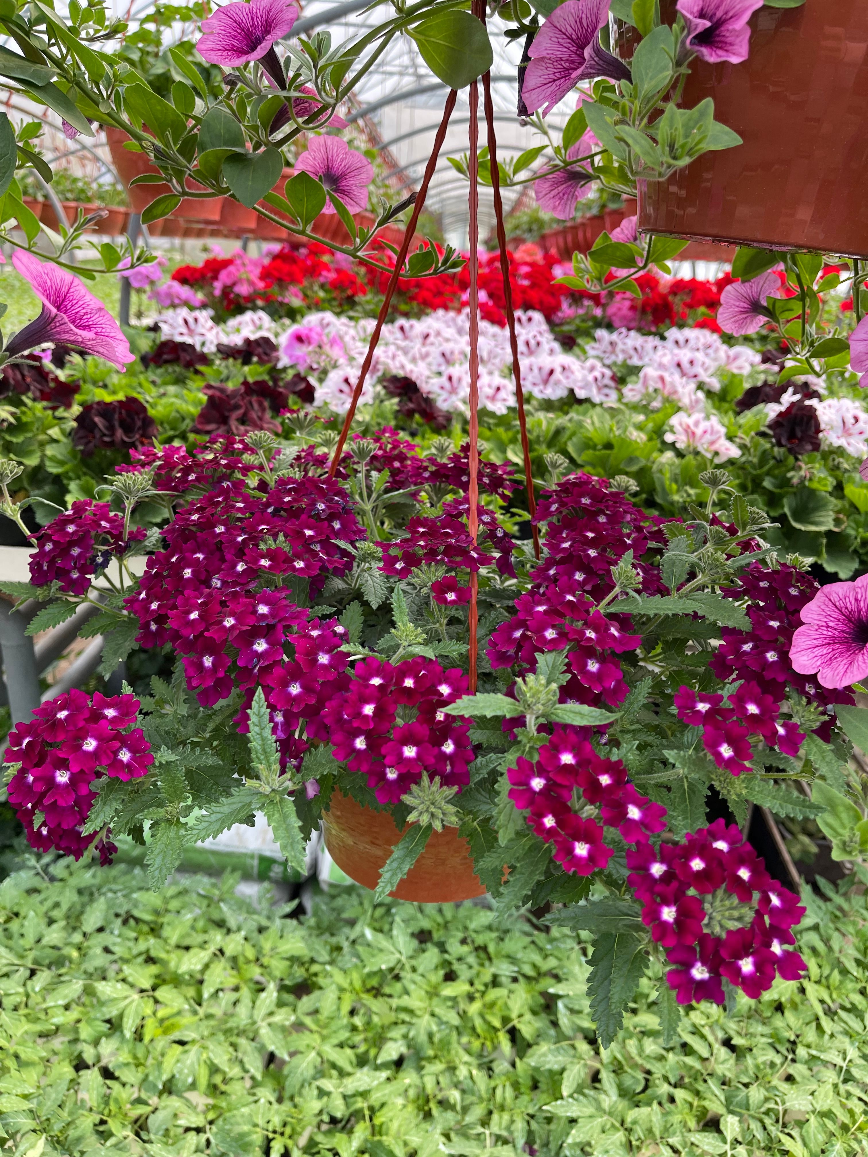 Verbena