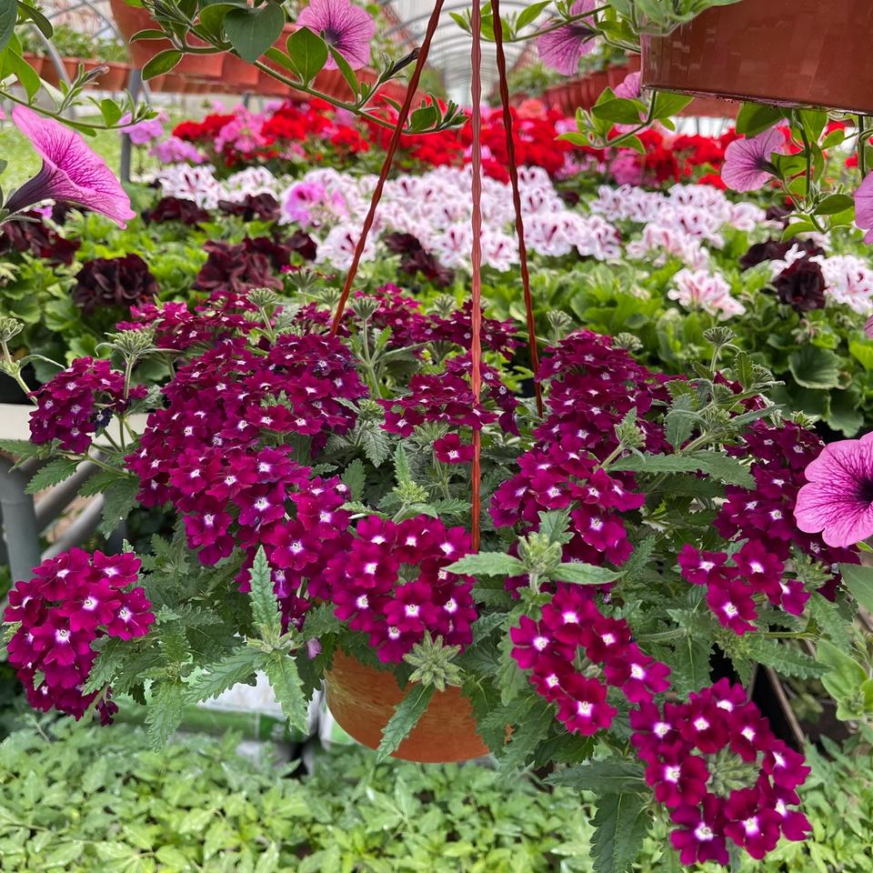 Verbena