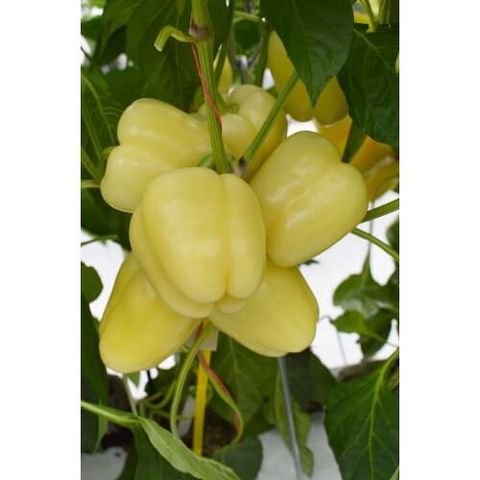 Paprika