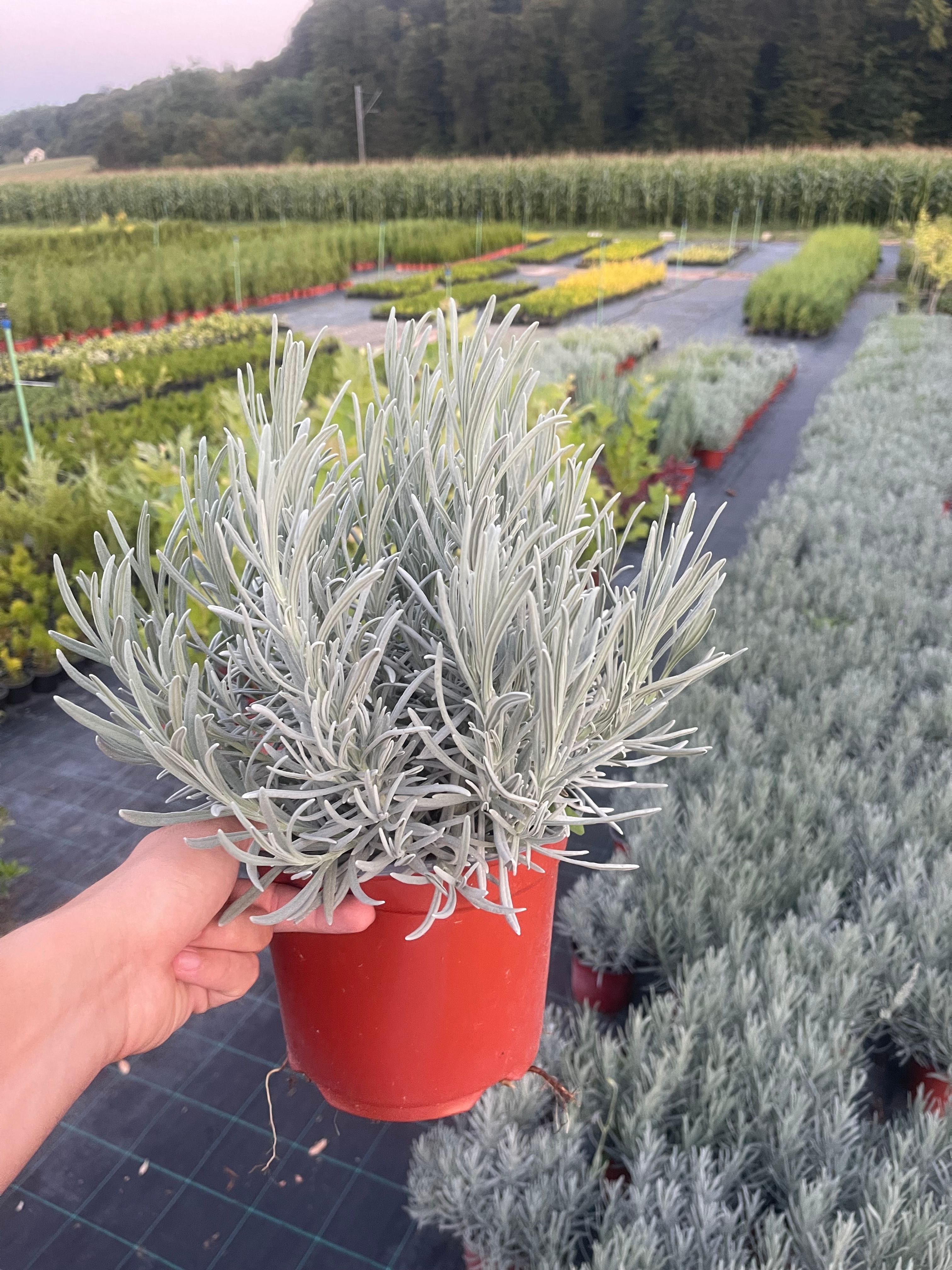Lavanda Vera