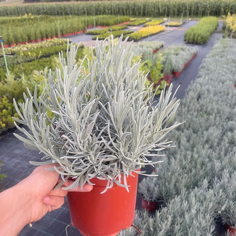 Lavanda Vera