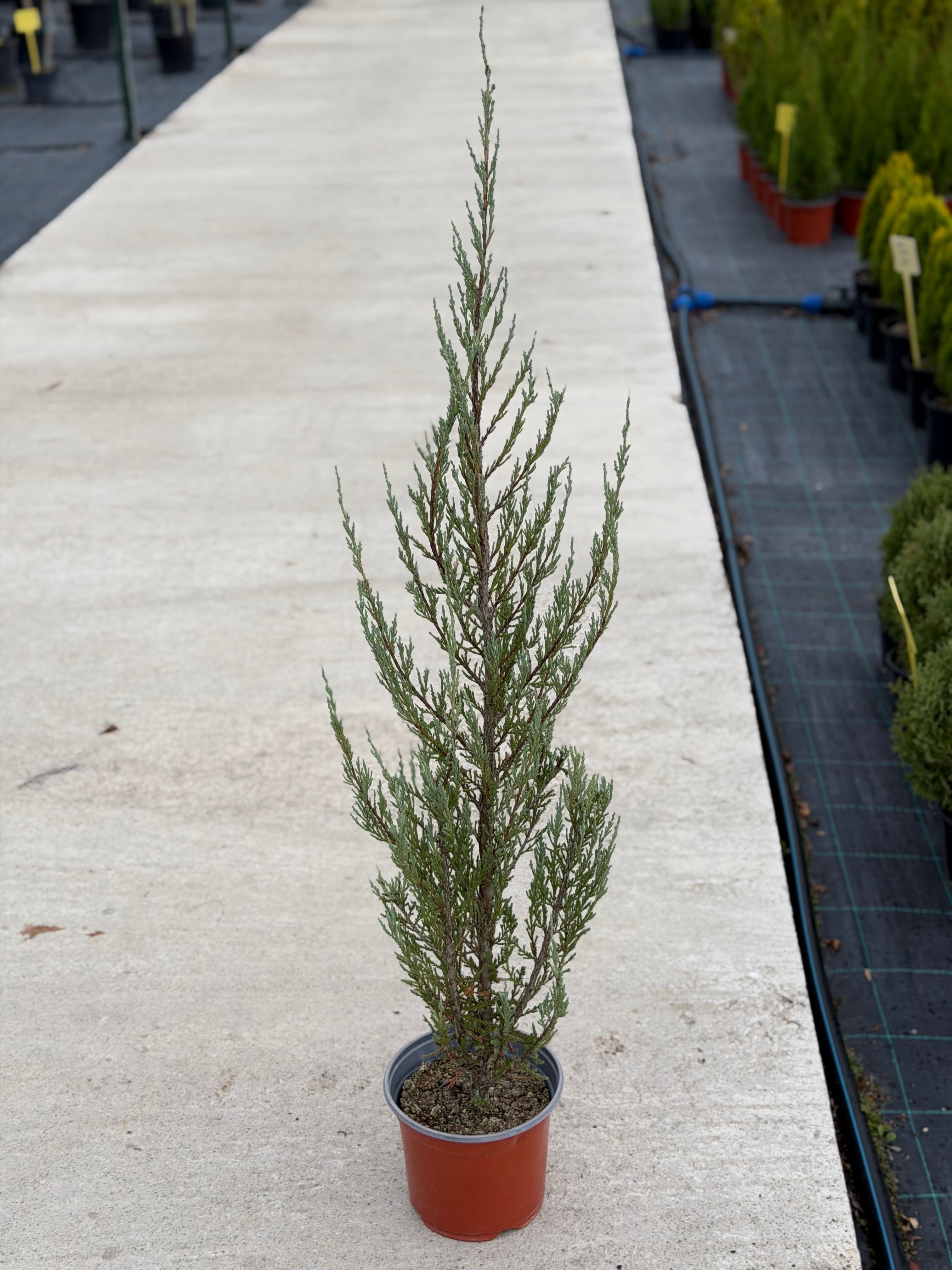 Juniperus “Blue Arrow”