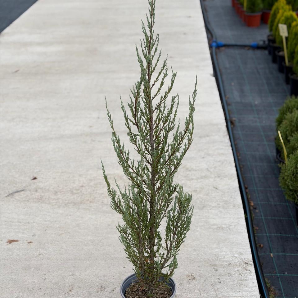 Juniperus “Blue Arrow”
