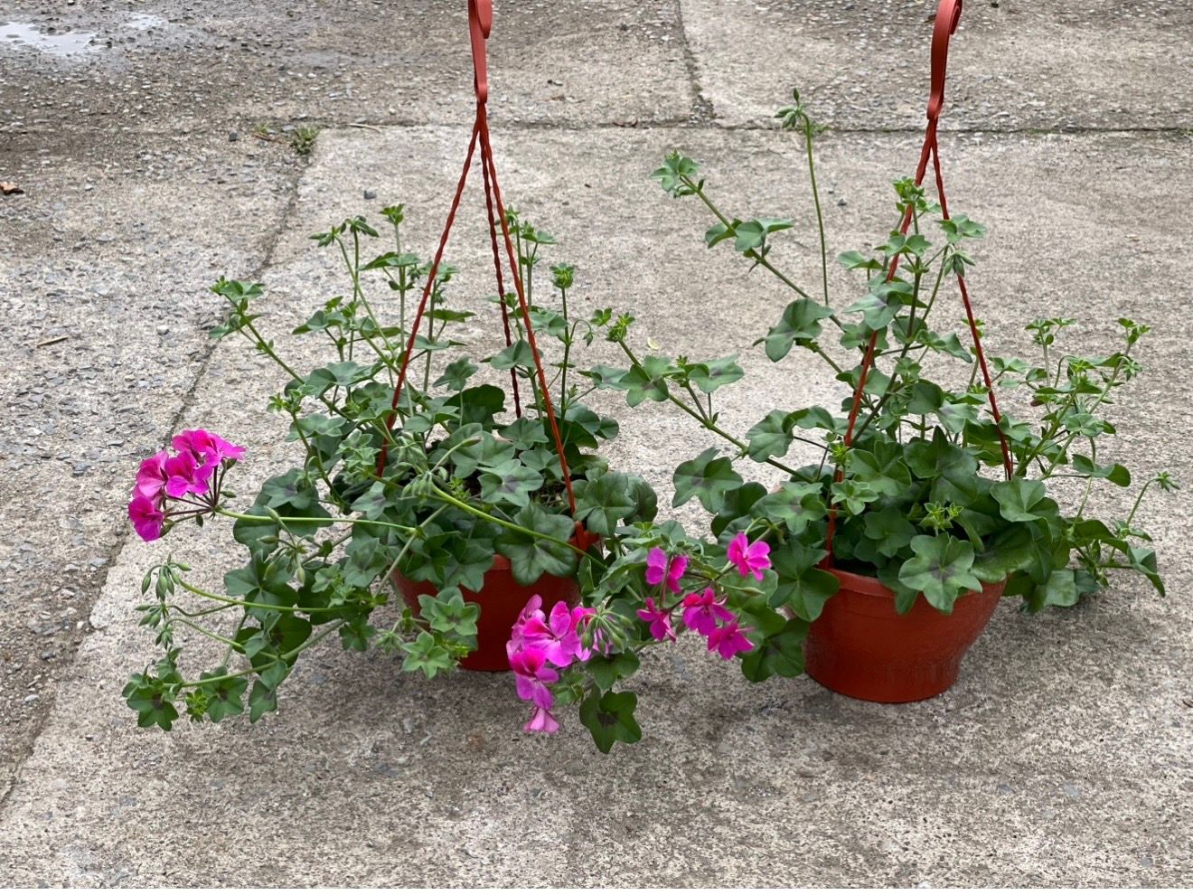 Pelargonija viseca