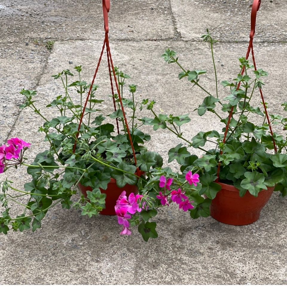 Pelargonija viseca