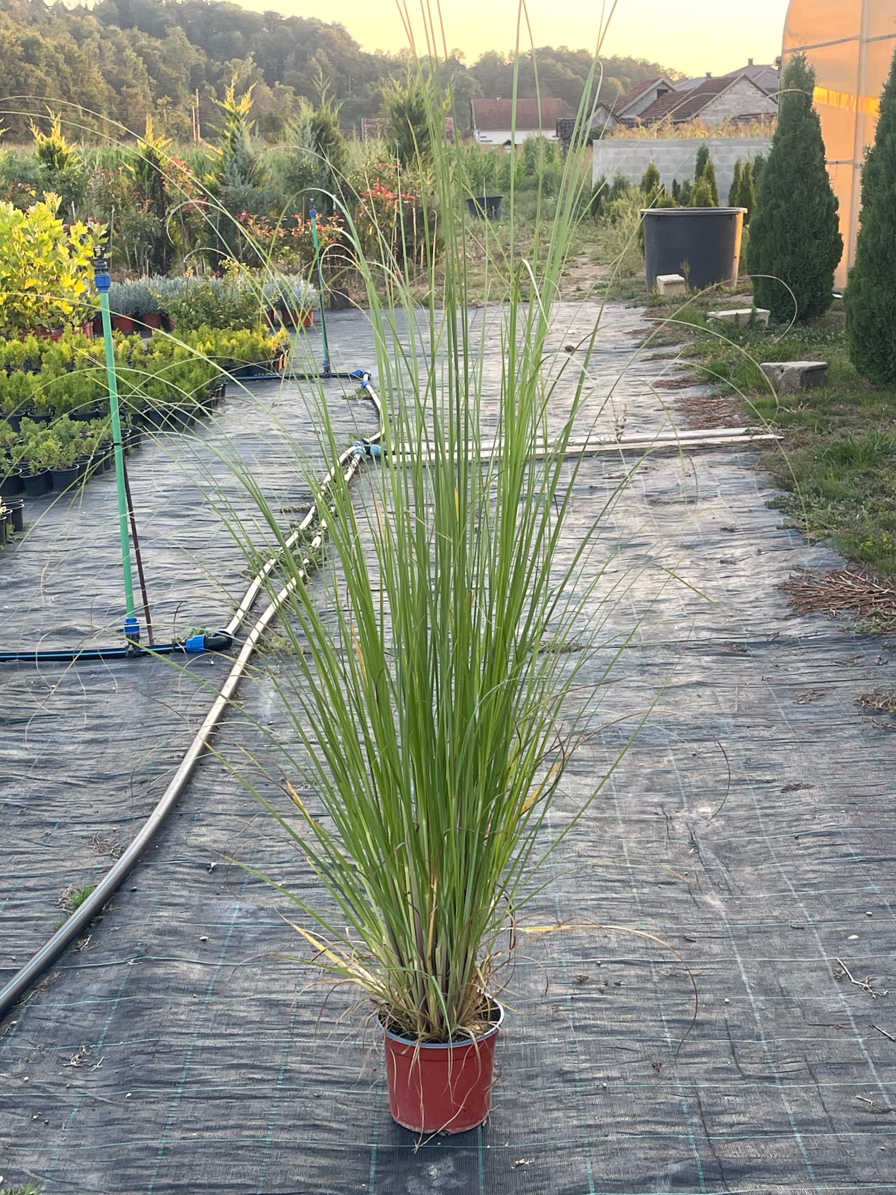 Pampas trava