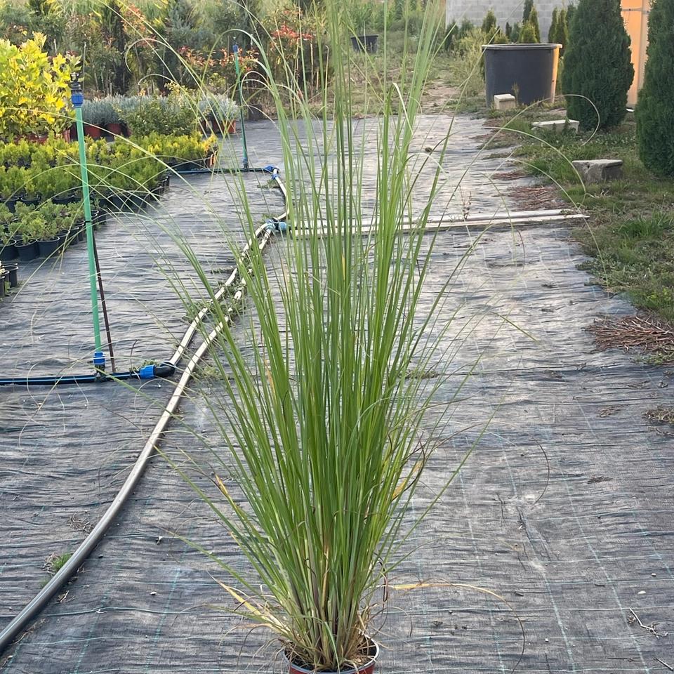 Pampas trava
