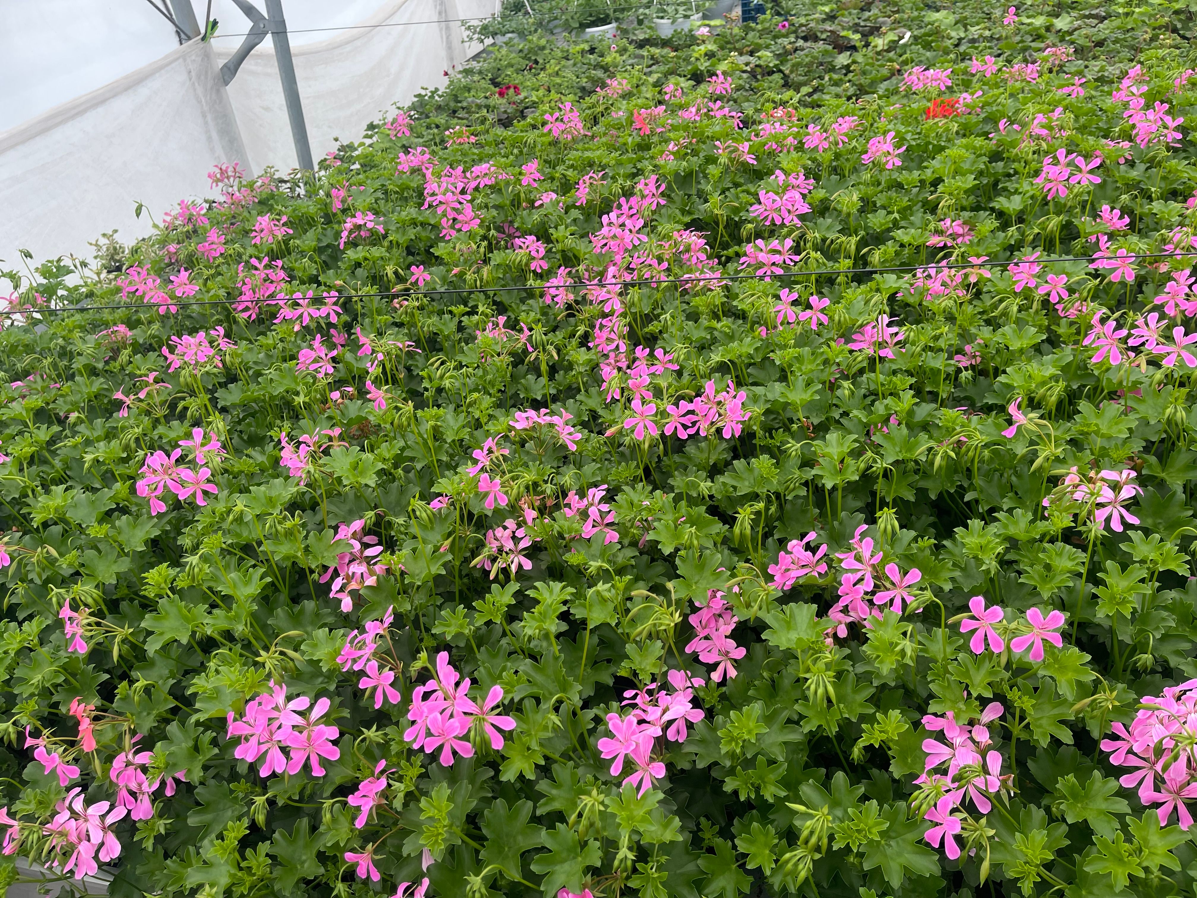 Pelargonija