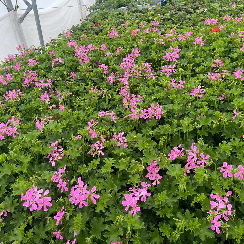 Pelargonija