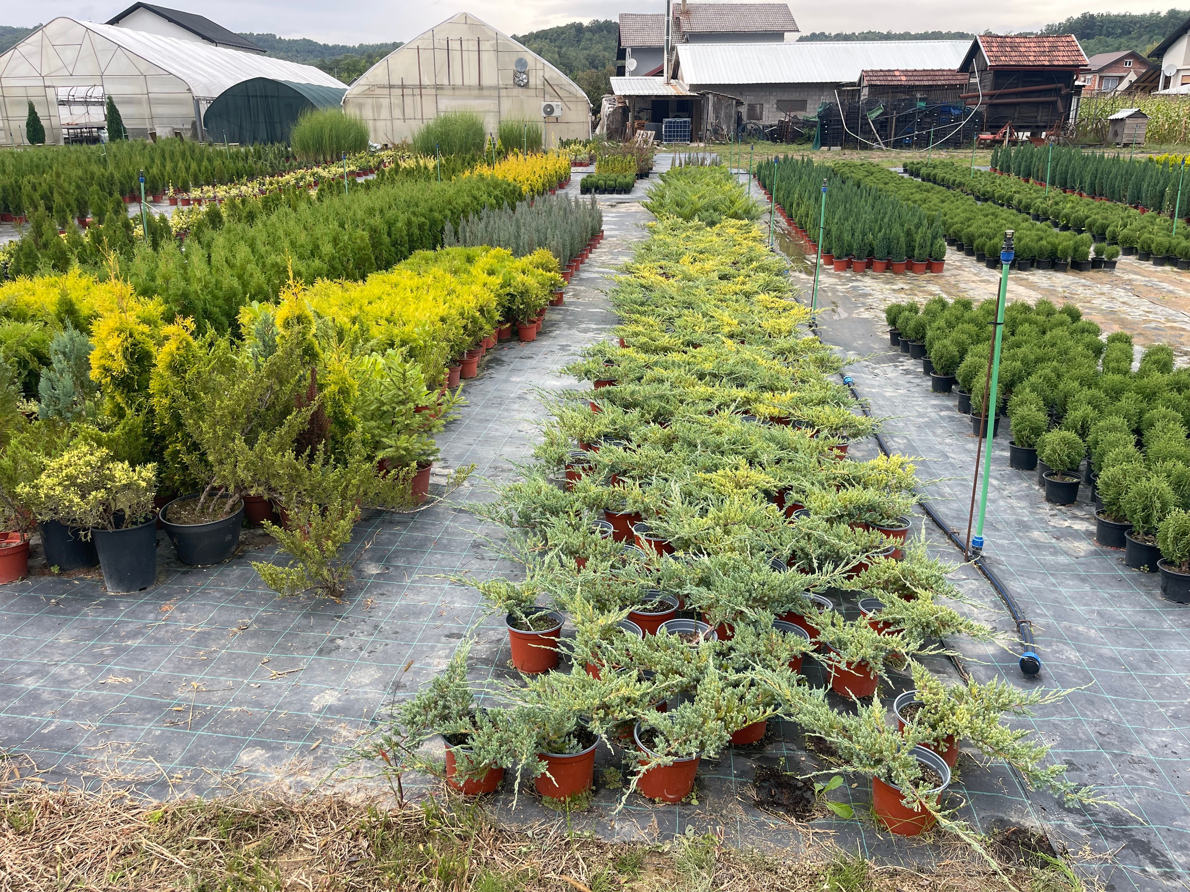 Juniperus Blue Carpet