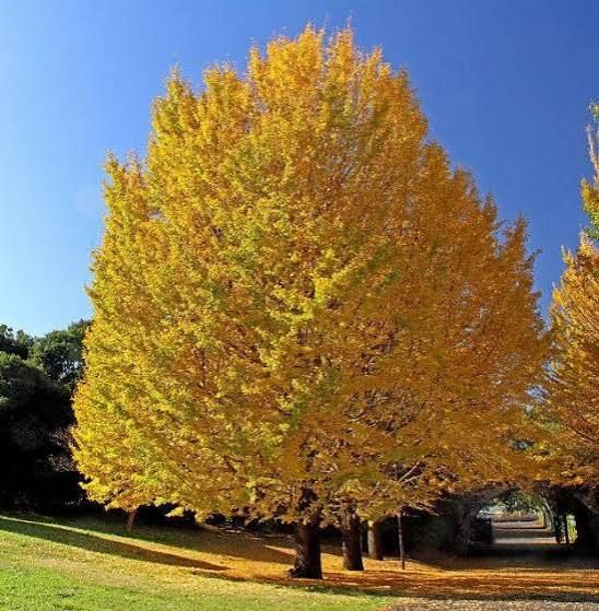 Ginko Biloba