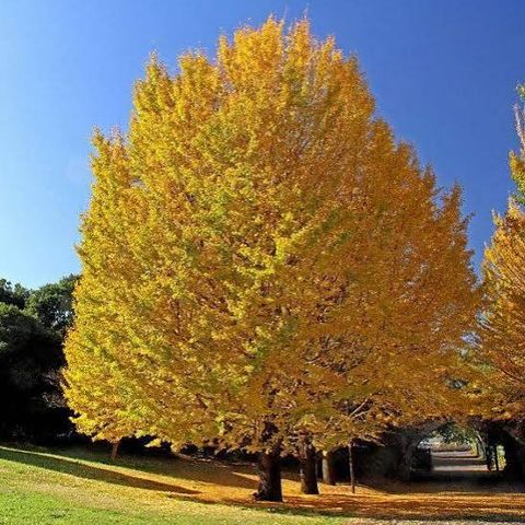 Ginko Biloba