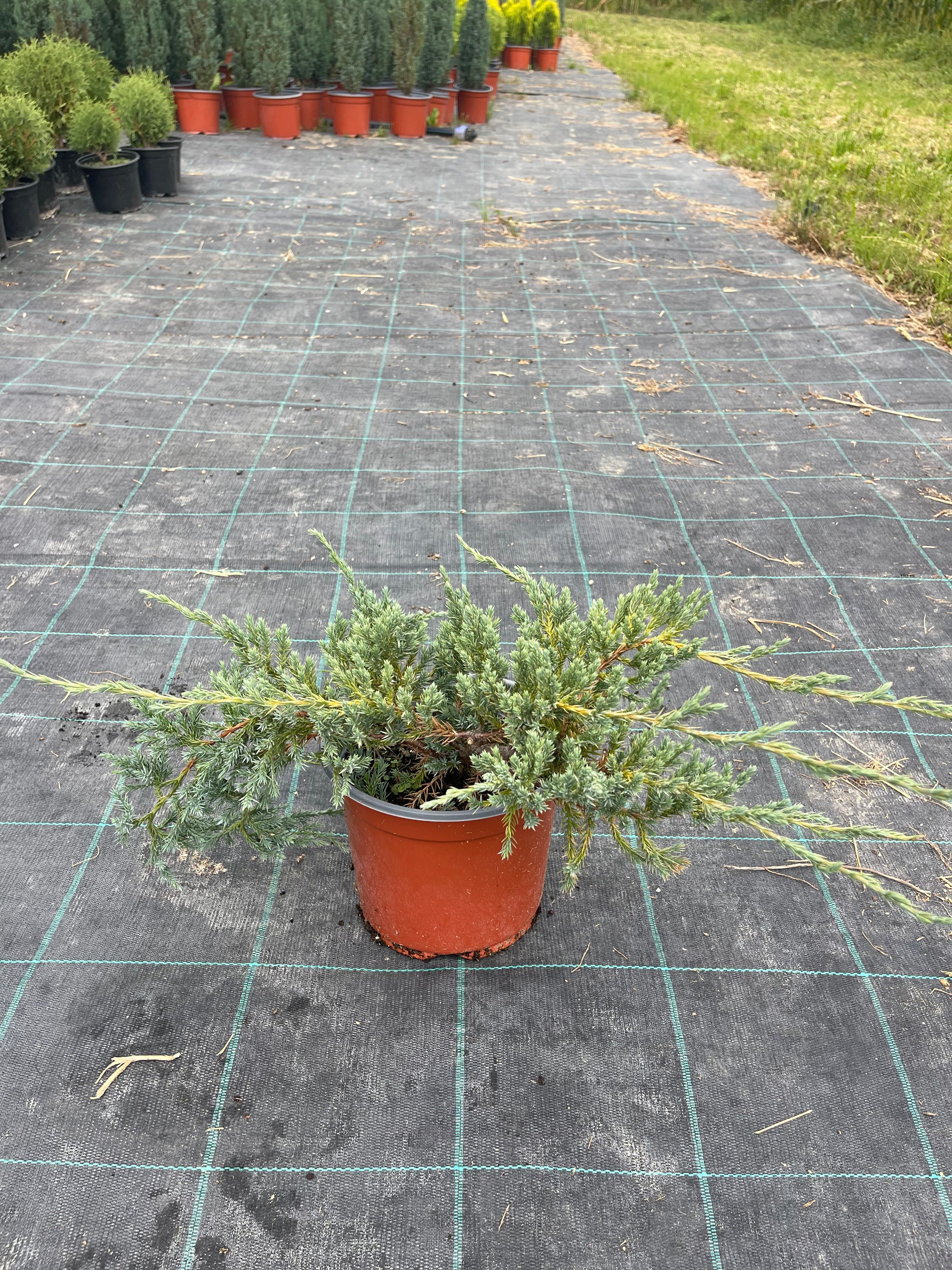 Juniperus Blue Carpet