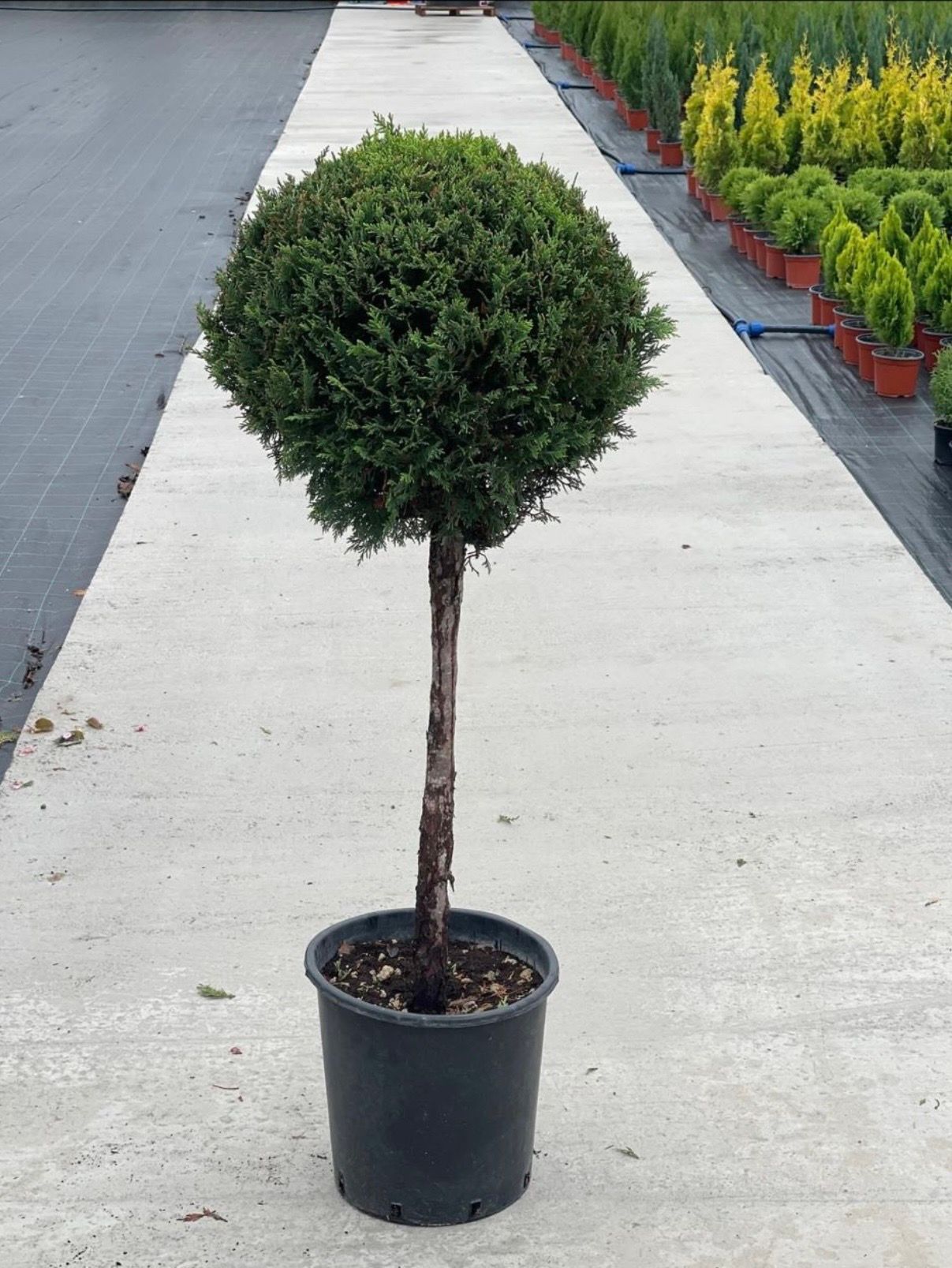 Leylandii lopta na stapu