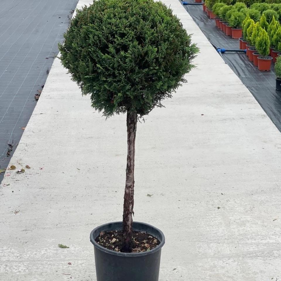 Leylandii lopta na stapu