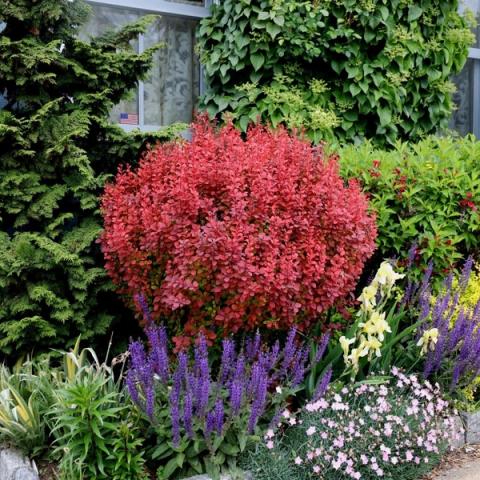 Berberis Orange Rocket
