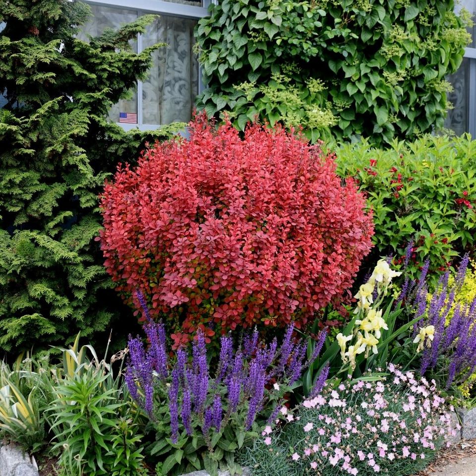 Berberis Orange Rocket