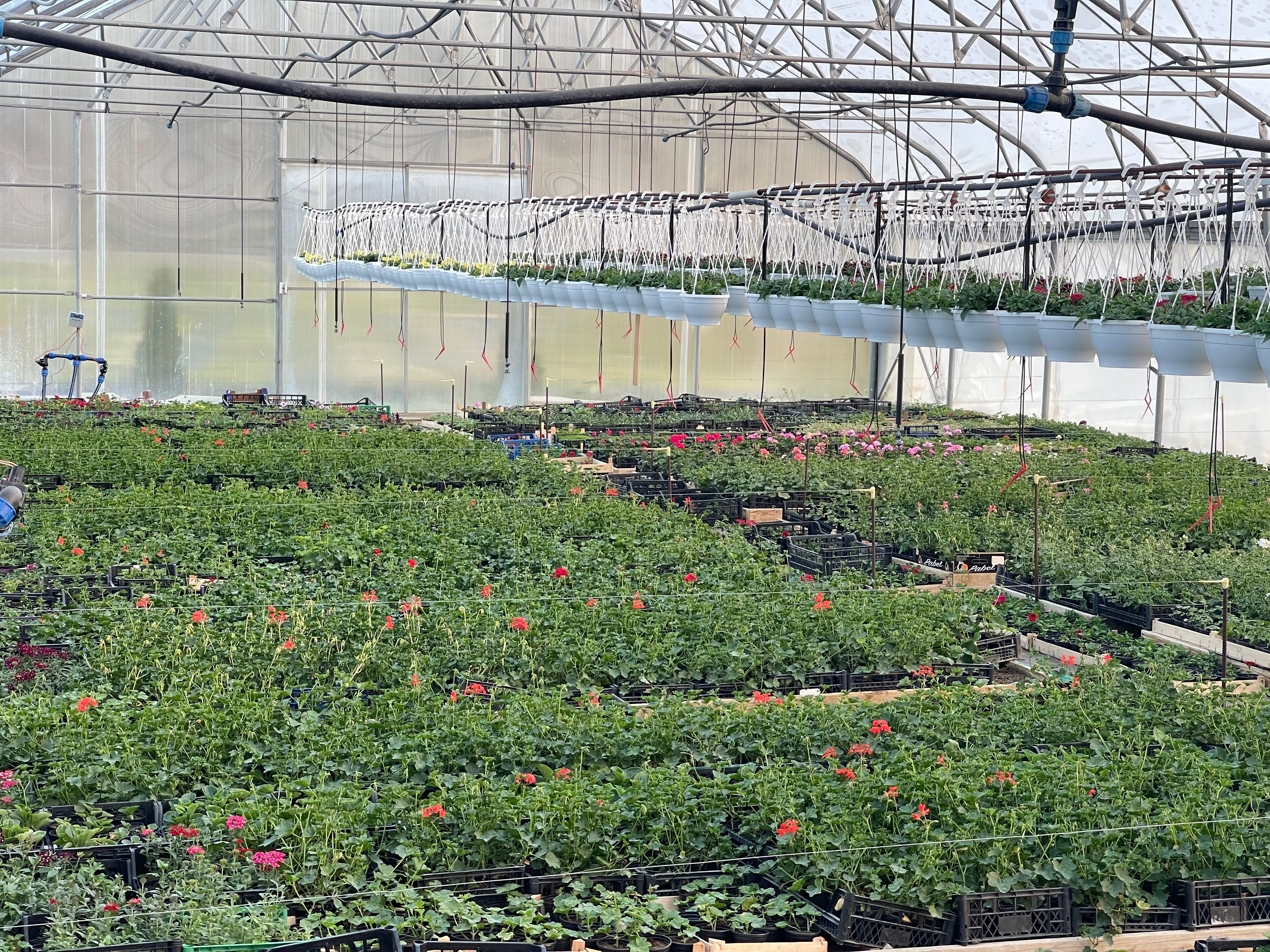 Pelargonija crvena prazna