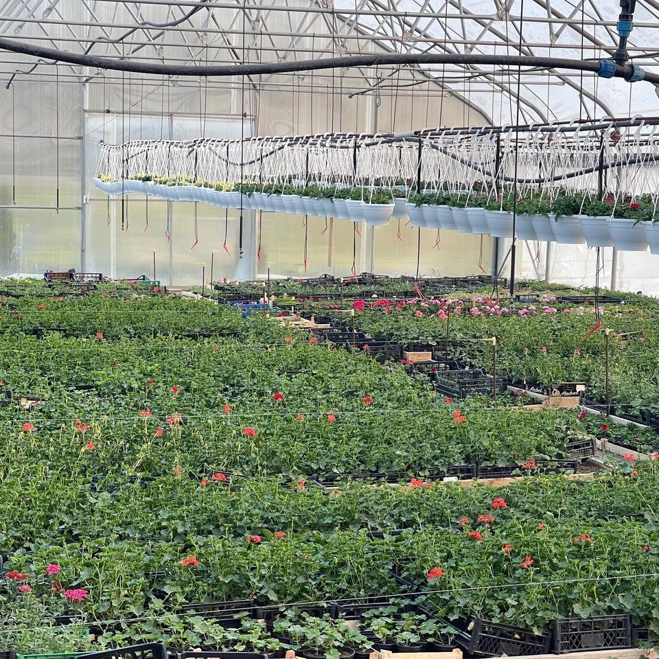 Pelargonija crvena prazna