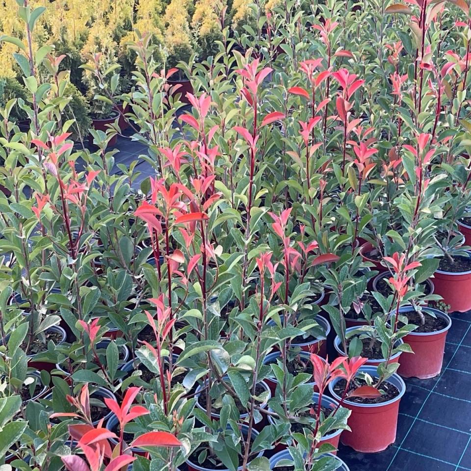 Photinia Red Robin
