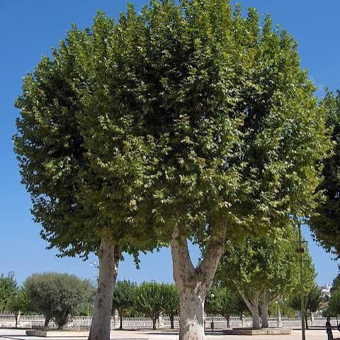 Platan