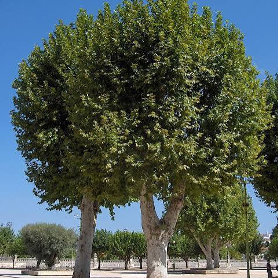 Platan