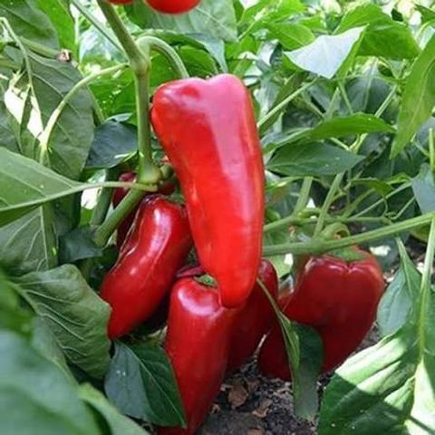 Paprika