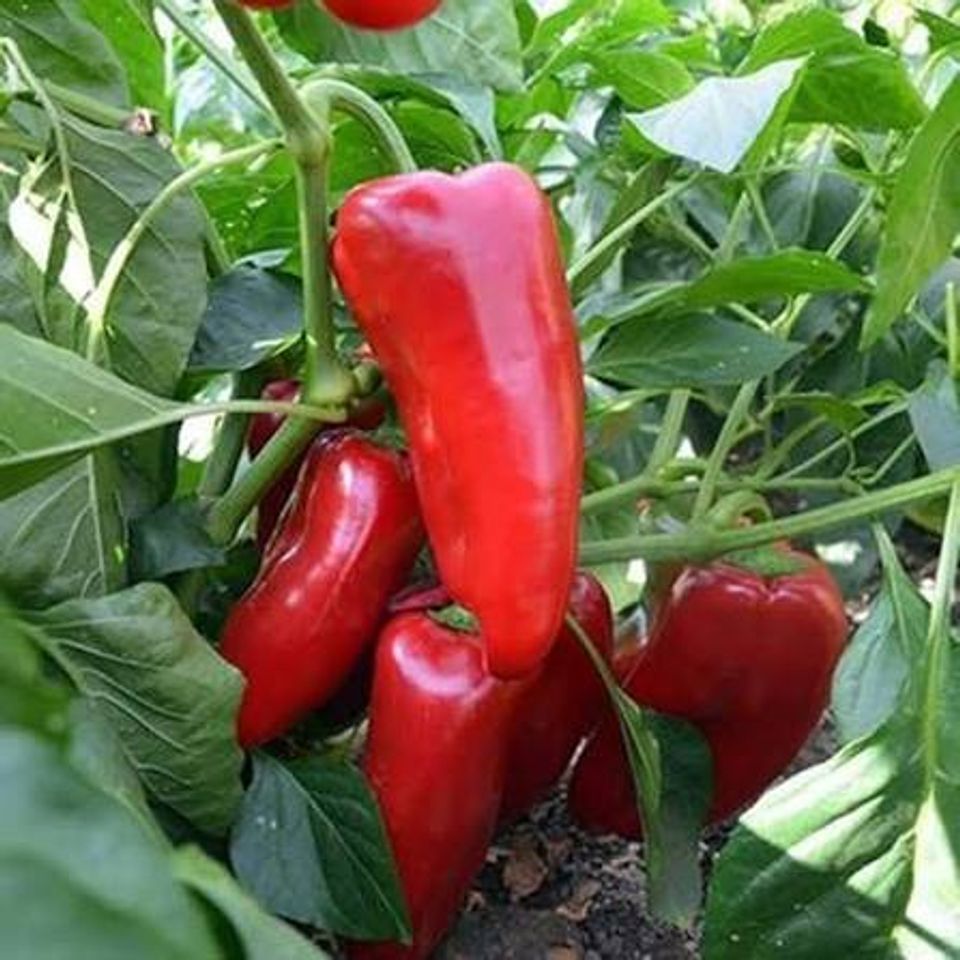 Paprika
