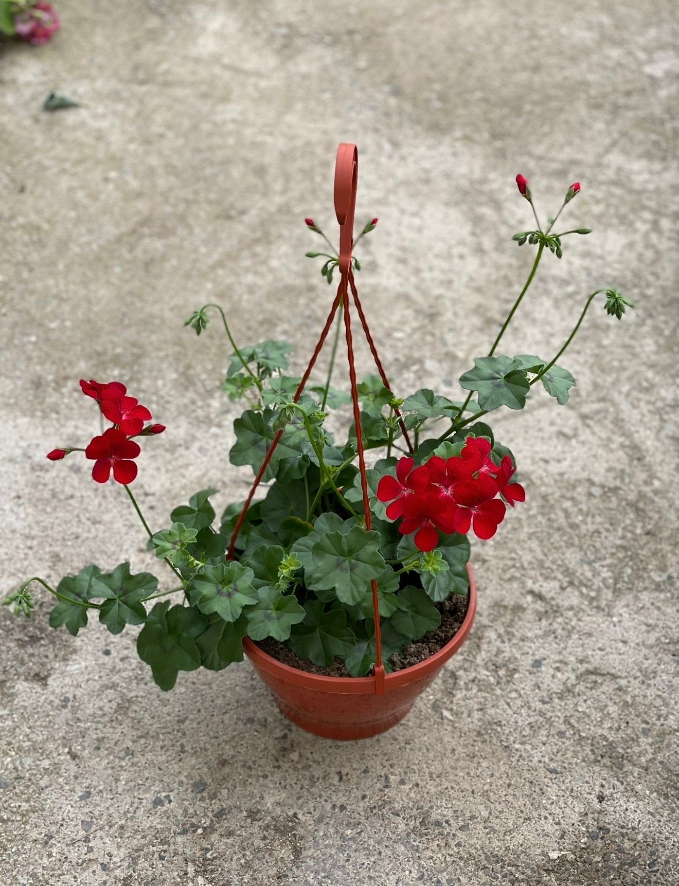 Pelargonija viseca korpa