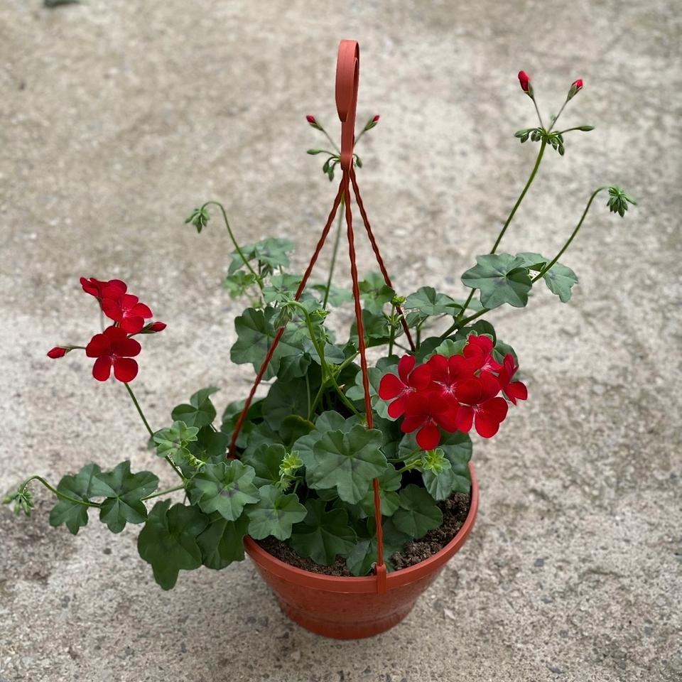 Pelargonija viseca korpa