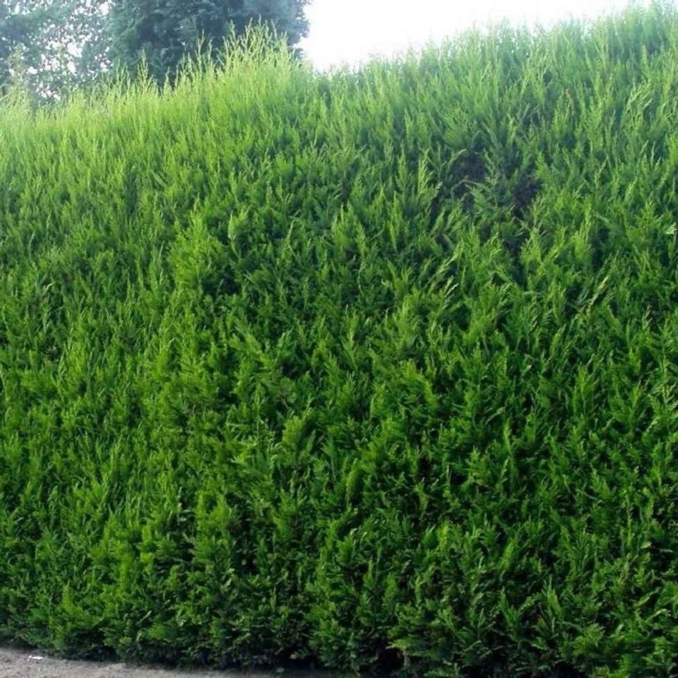 Leylandii