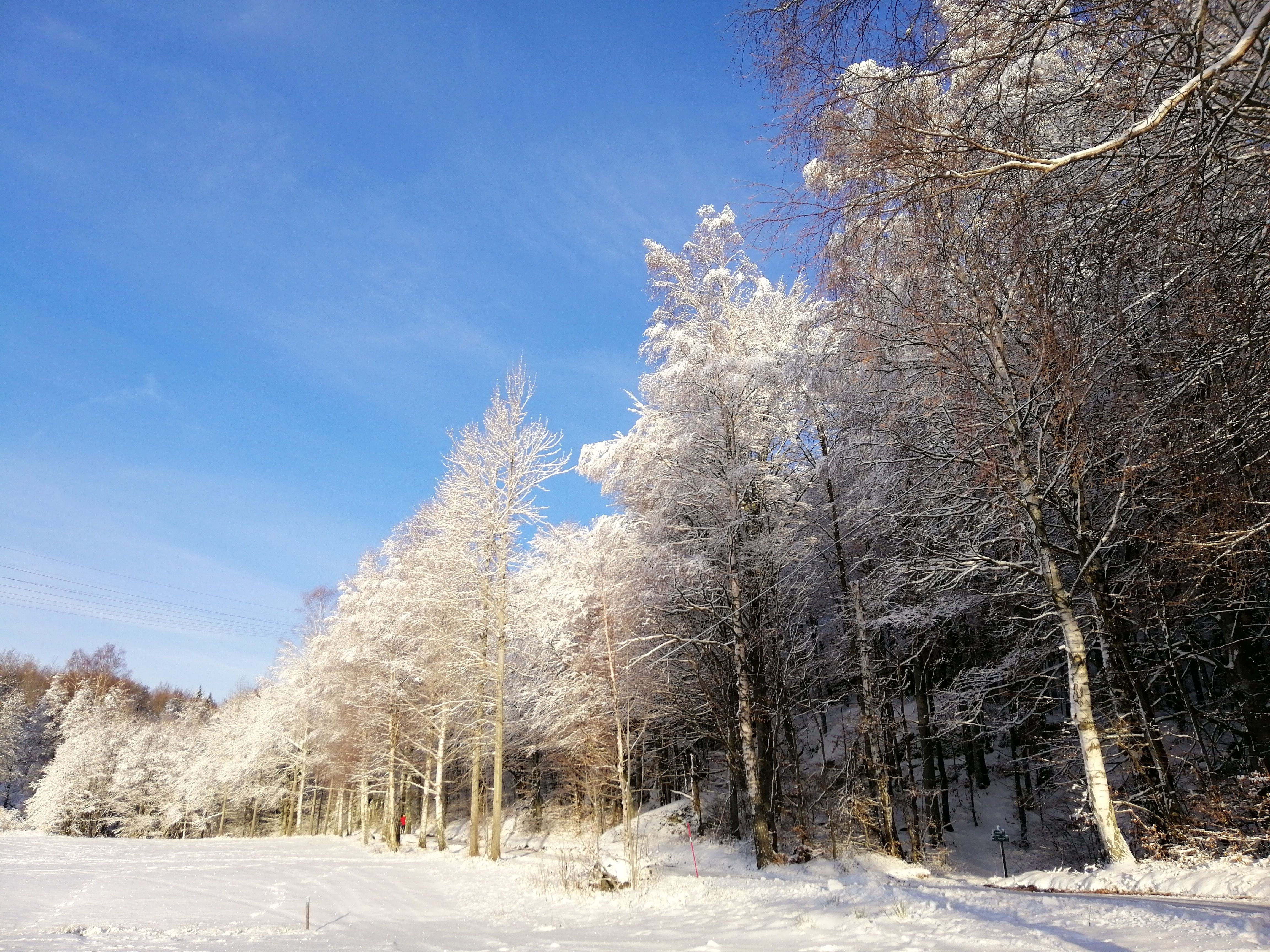 Bilde av skogen i Norge på vintertid