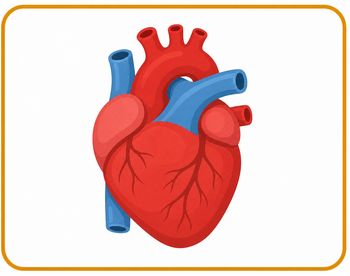 Heart