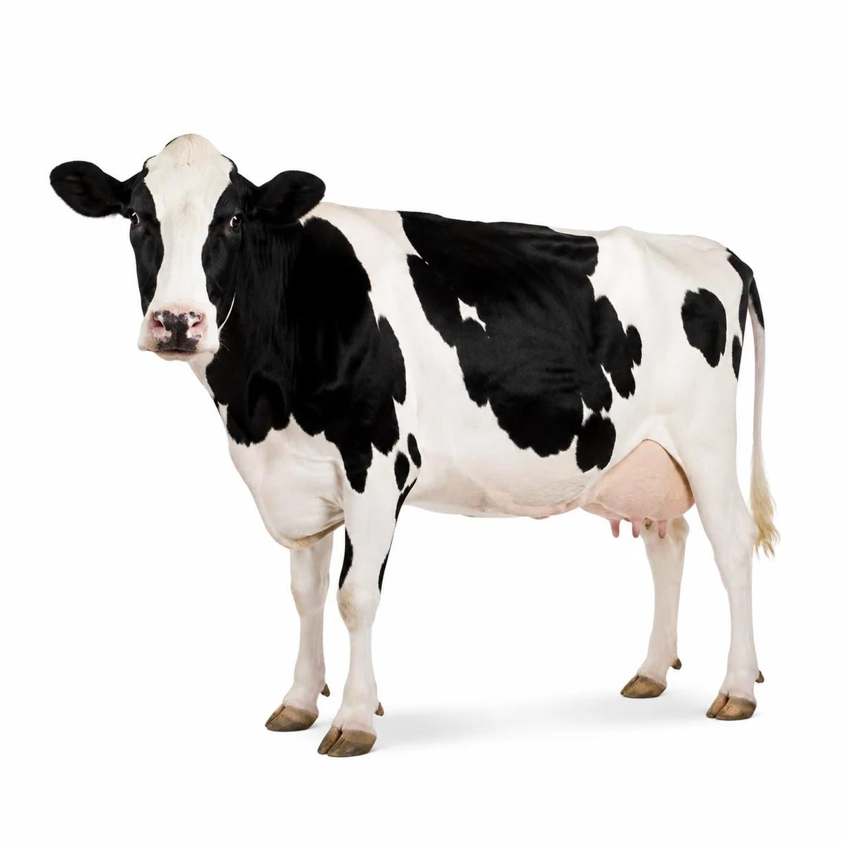 Cow / Cattle
