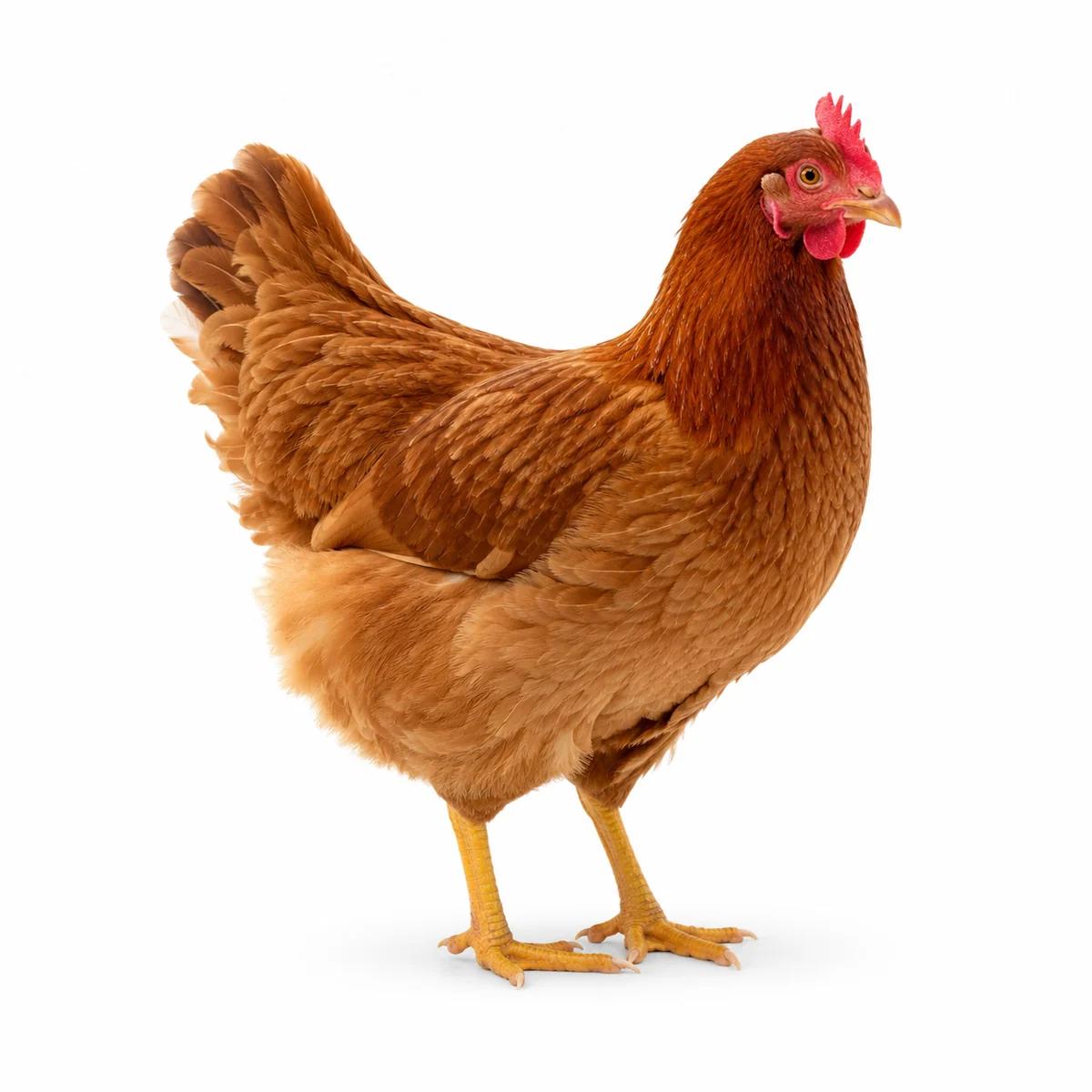 Hen