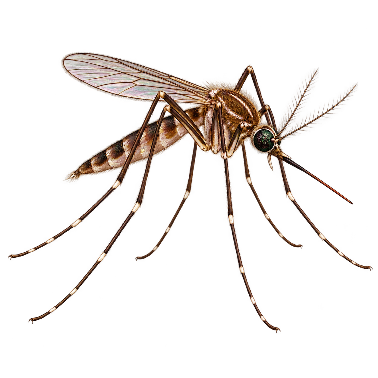 Mosquito