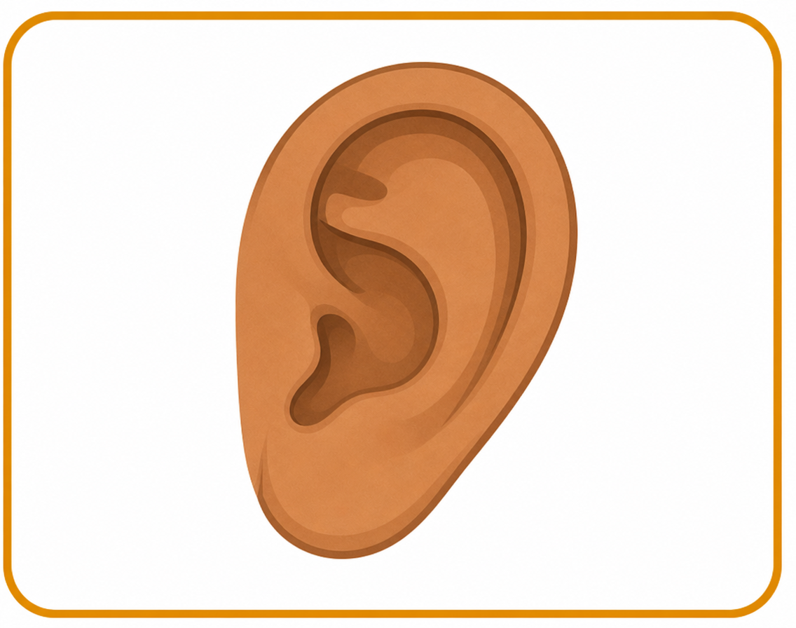 Ear