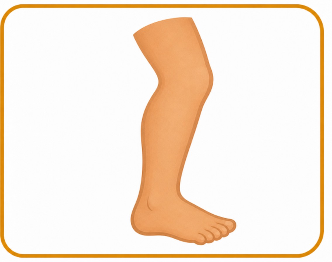Leg / Foot