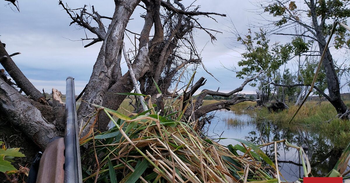 Fudds, Ahoy: B&P Dual Steel Waterfowl Shells Rebate