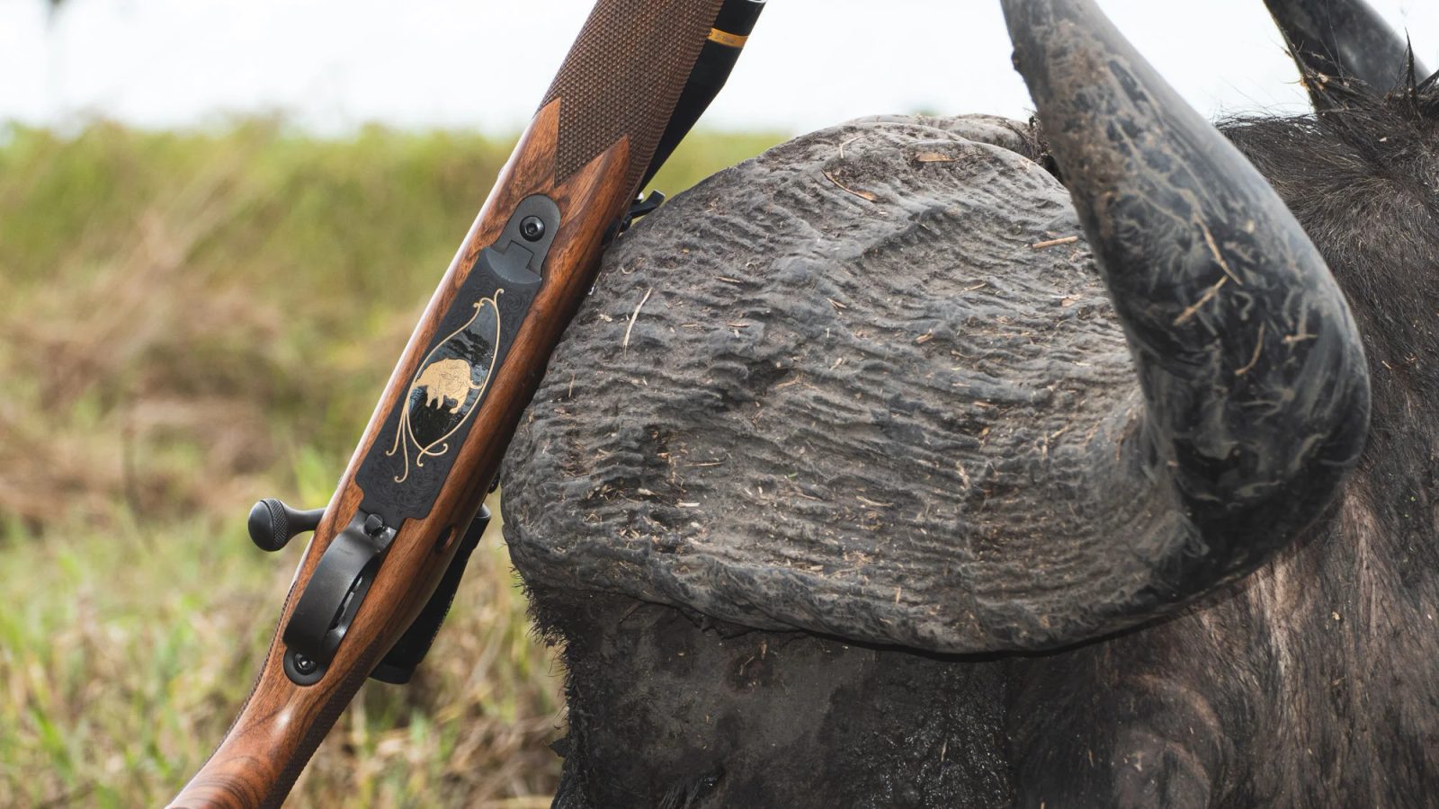 Winchester Introduces Safari Express Cape Buffalo Edition Model 70