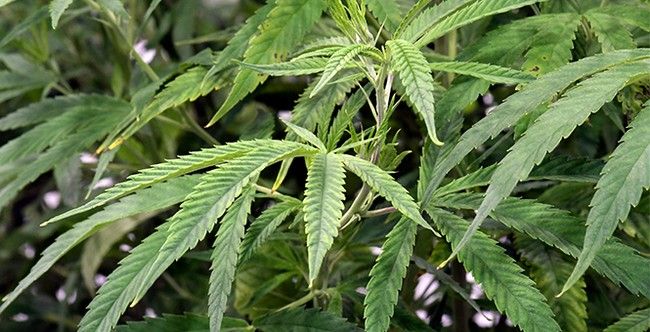 Congressional Researchers Explore Options Following SCOTUS Striking Marijuana Gun Ban