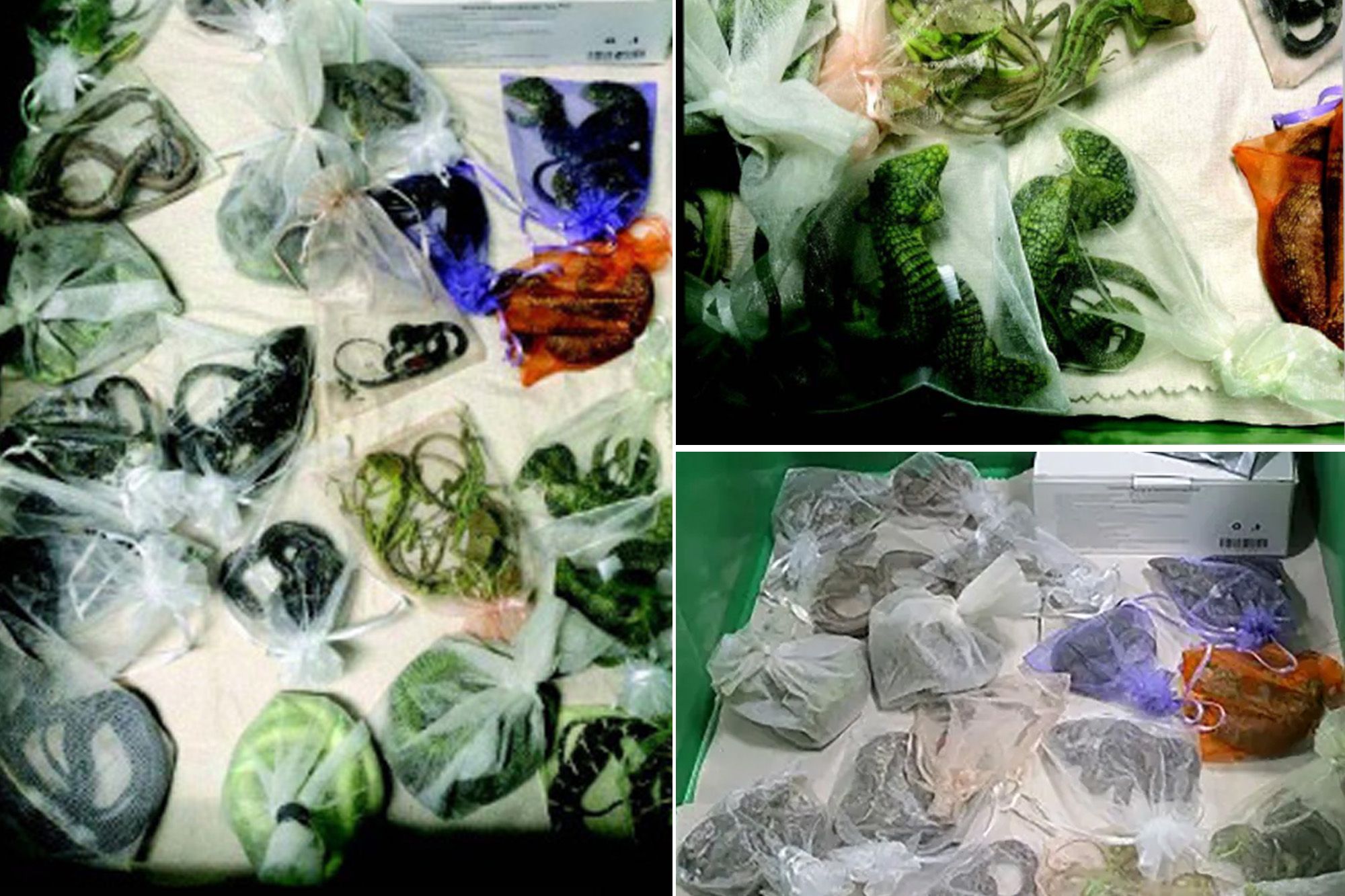 California reptile smuggler learns fate for sneaking 1,700 scaly beasts into the US