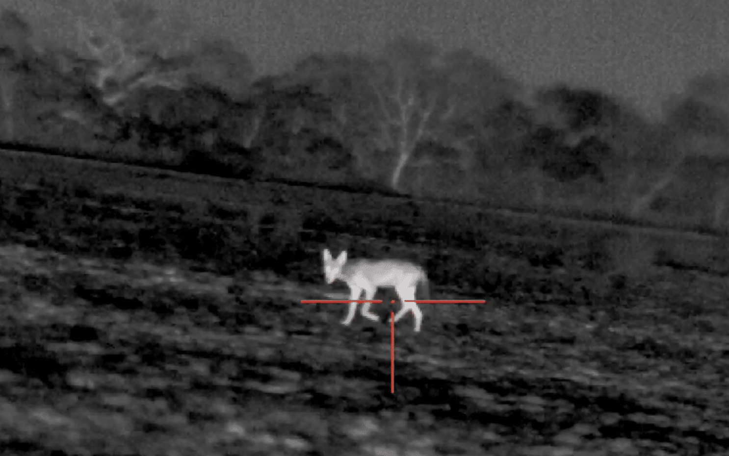 Best Thermal Scopes for Hunting: Detection Range, Image Quality, and Value