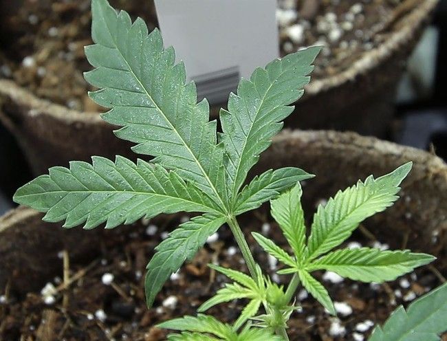 Eighth Circuit: Pot Use Can Disqualify You From Gun Ownership