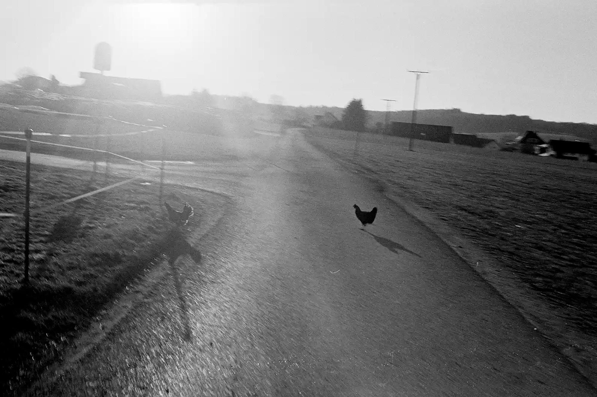 Huhn