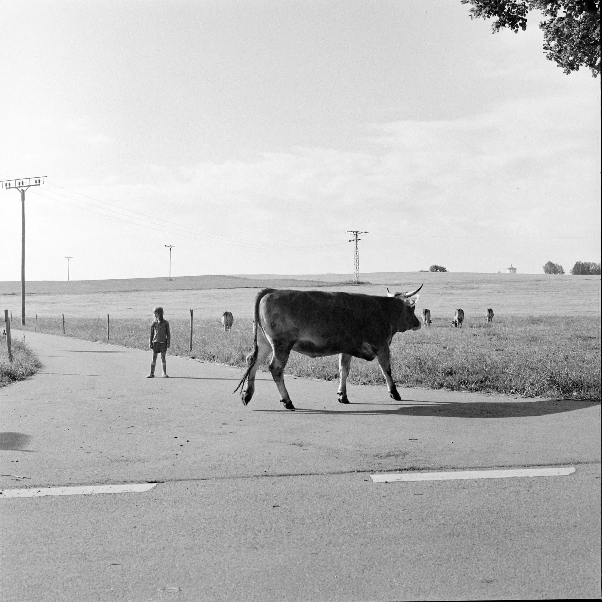 kuh straße