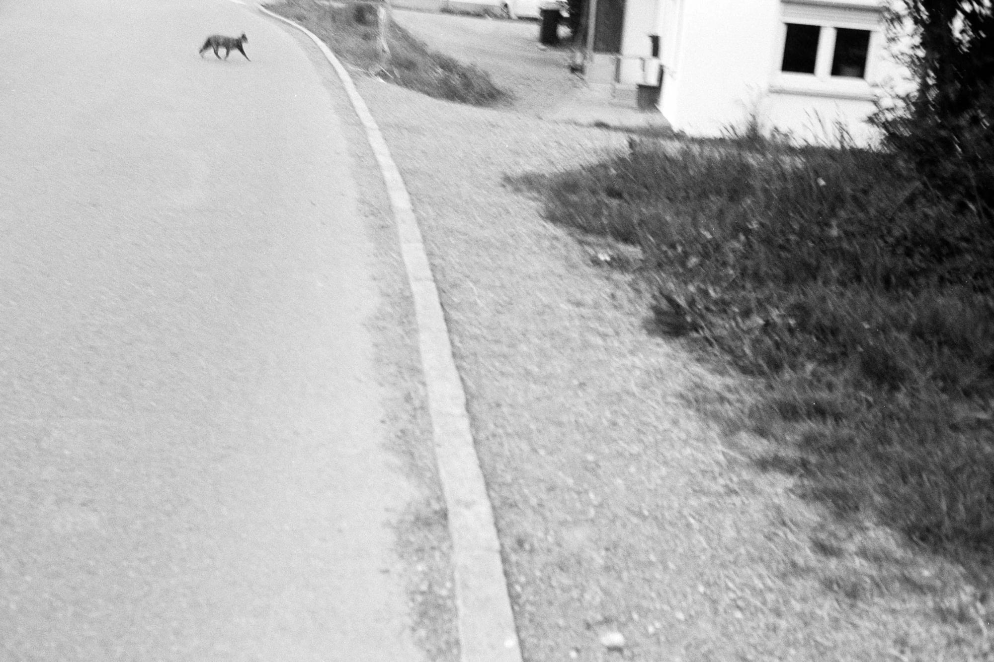 katze straße