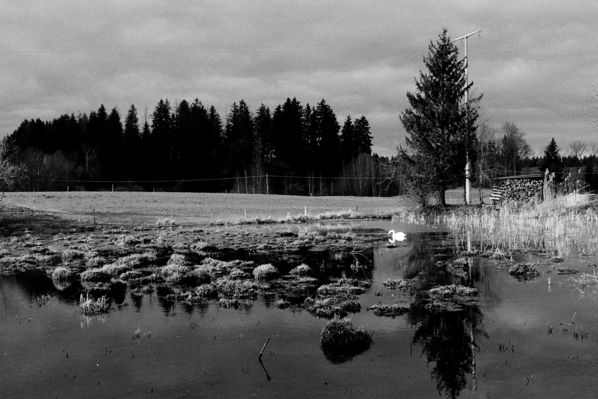 schwan weiher