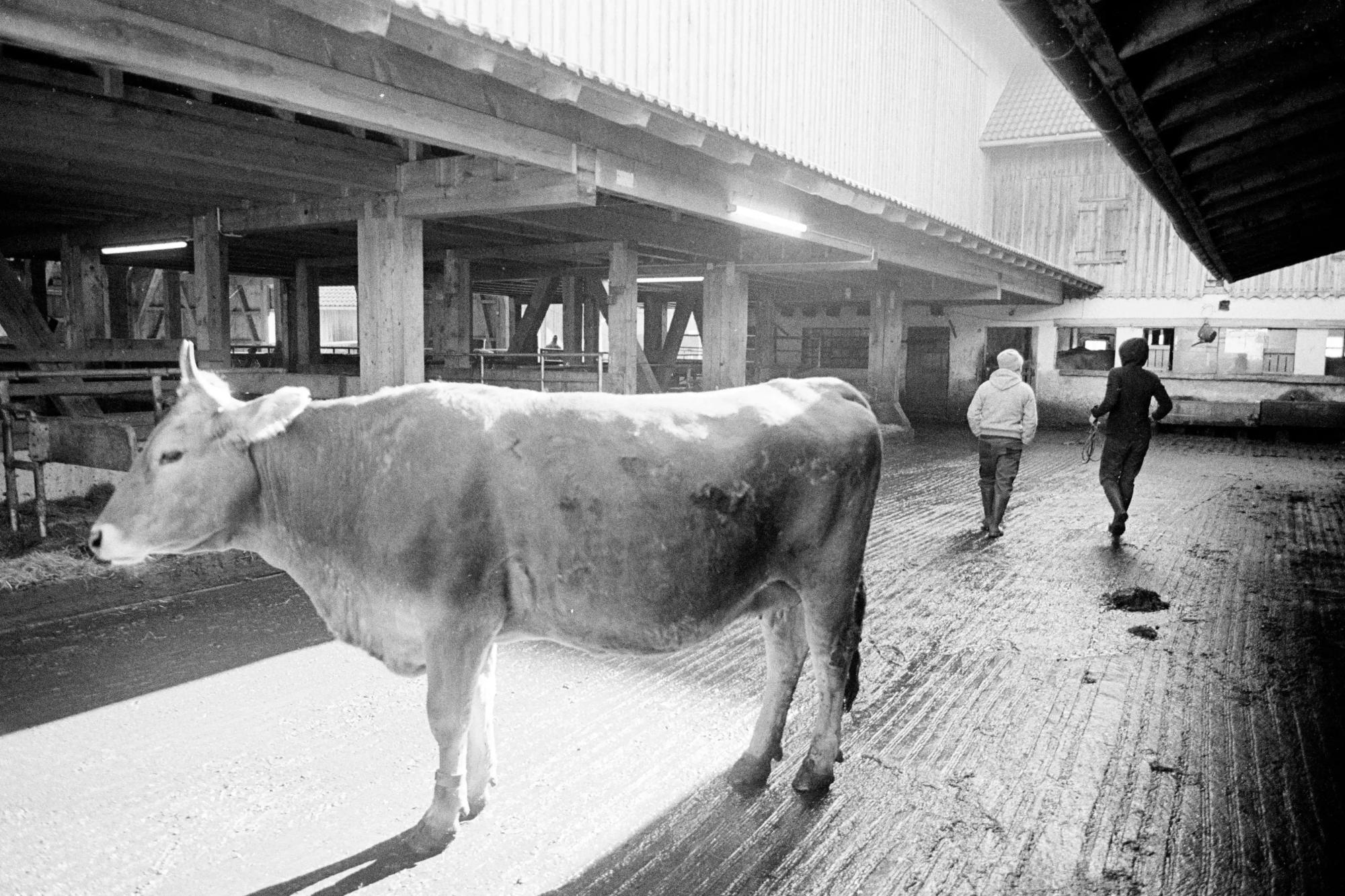 kuh stall