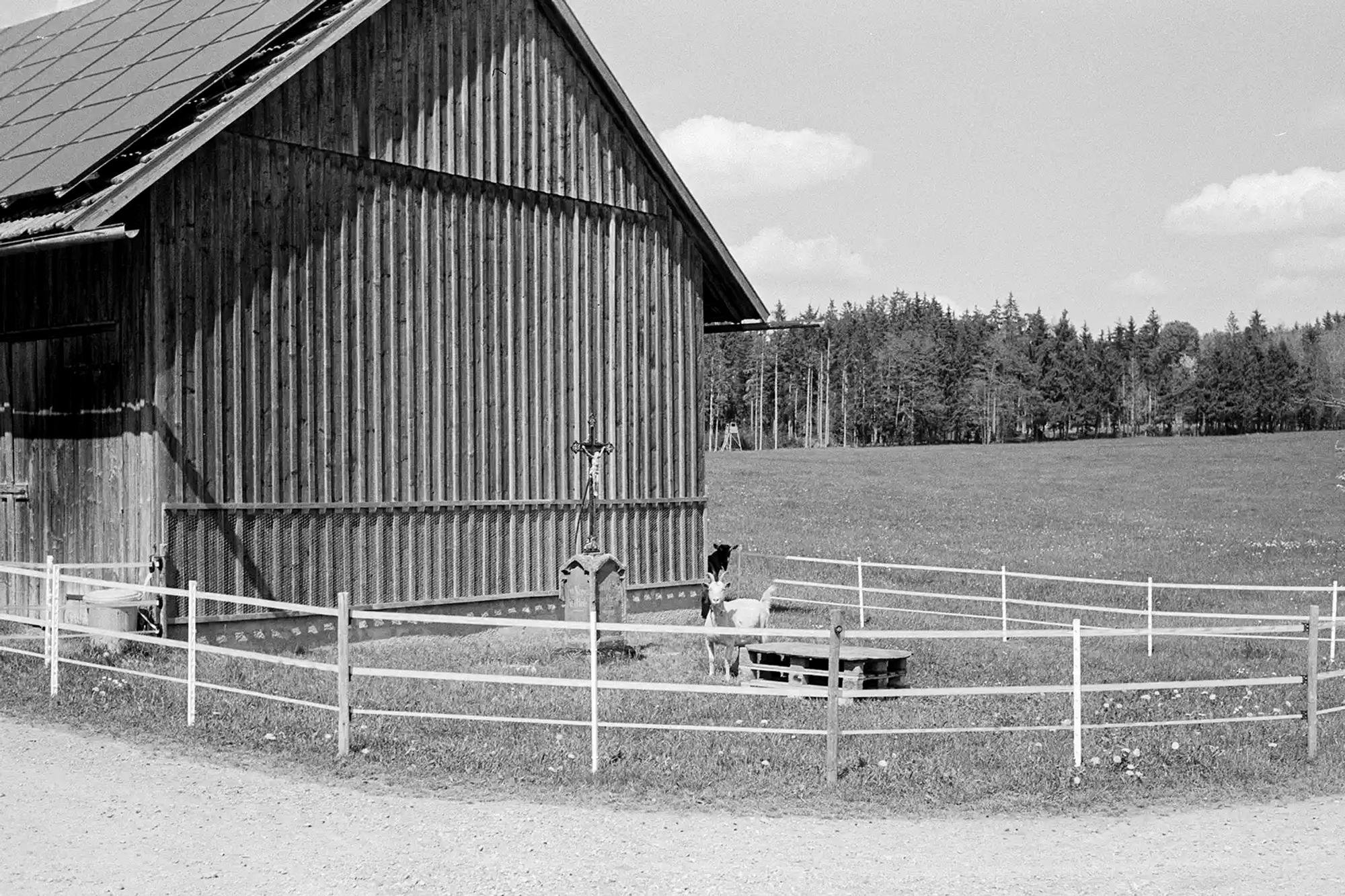 Ziegen